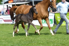 2017_0514 ZFS Don Nobless x Werther Nr. 8