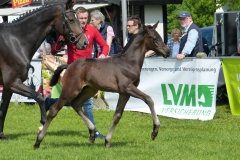 2017_0514 ZFS Franziskus x Show Star Nr. 6