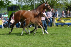 2017_0514 ZFS Hickstead White x Lyjanero Nr. 5