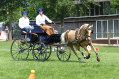 2018_0610 SteffiLauxtermannGoldenTinkerbell Hindernis