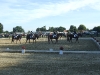 2008_0914haner-tecklenburg0023.jpg