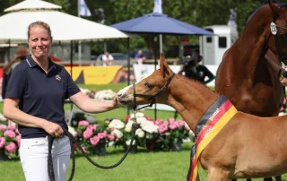 Deutsches Fohlenchampionat 2026 abgesagt
